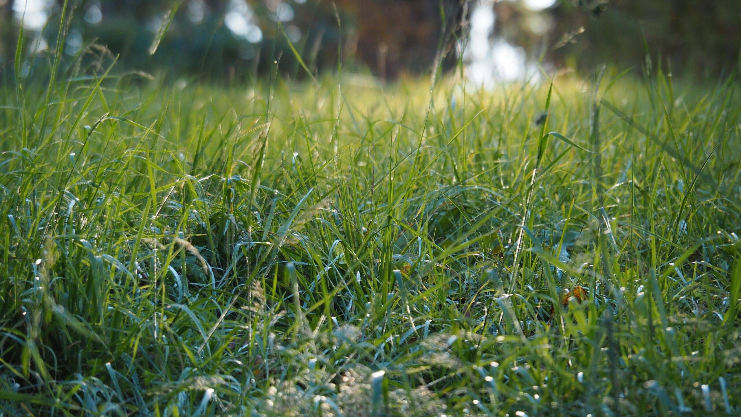 grasses after rains - scents of seasonal rains
