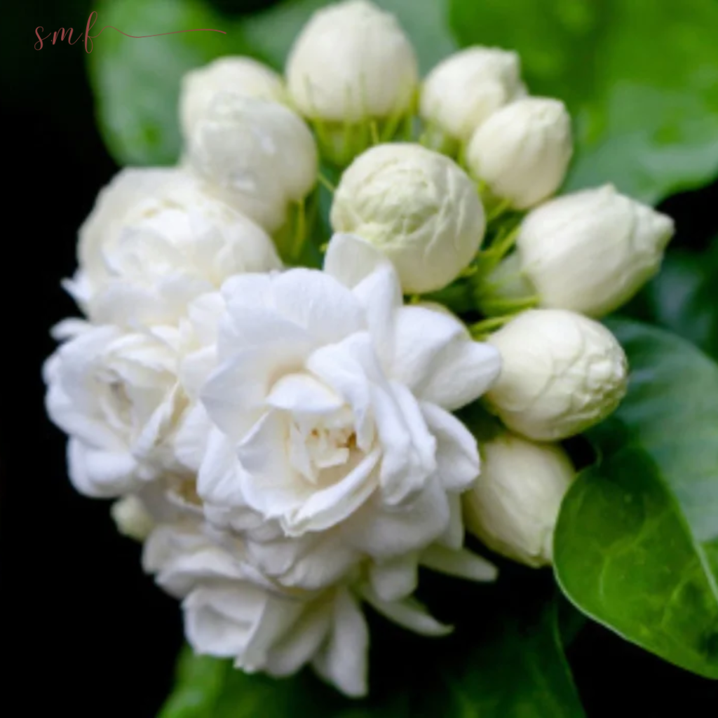 Hoa Lài - Jasmine 