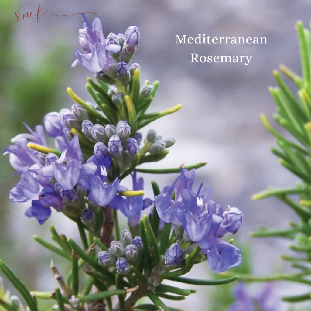 Mediterranean Rosemary - các yếu tố ảnh hưởng đến chất lượng hương liệu