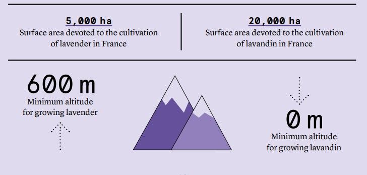vị trí thổ nhưỡng thích hợp cho Lavender - yếu tố ảnh hưởng chất lượng hương liệu