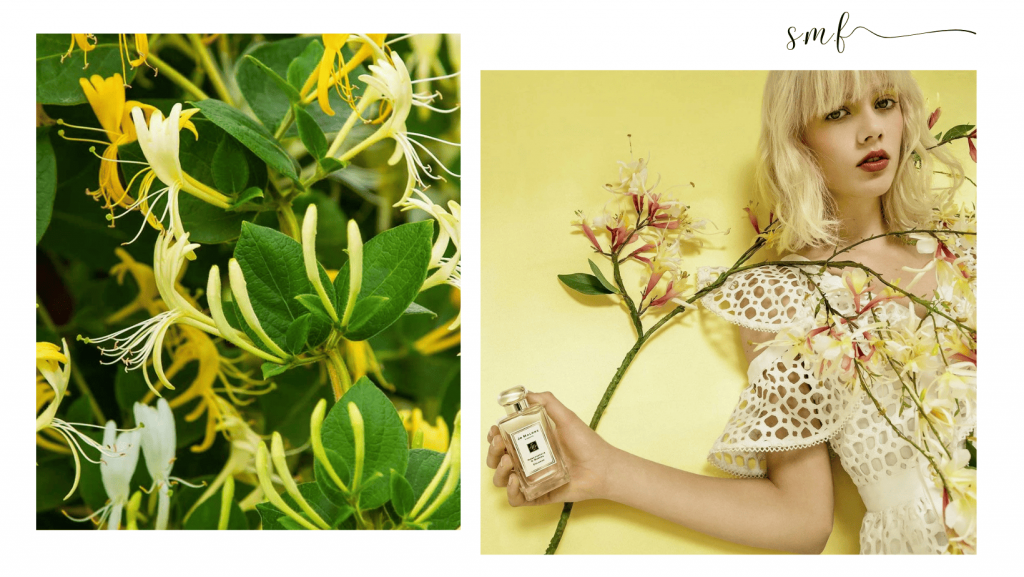 honeysuckle & JO MALONE