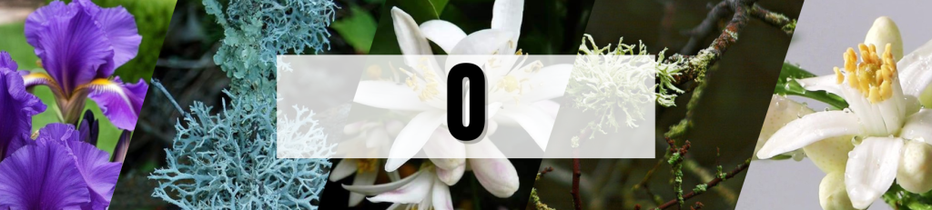 TỪ ĐIỂN NGUYÊN LIỆU NƯỚC HOA O