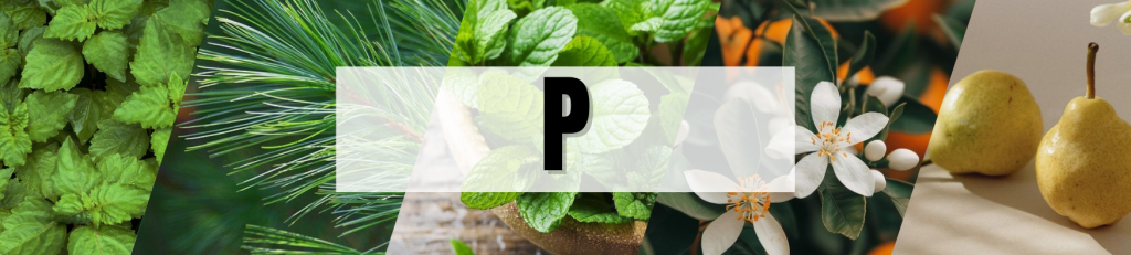 TỪ ĐIỂN NGUYÊN LIỆU NƯỚC HOA P