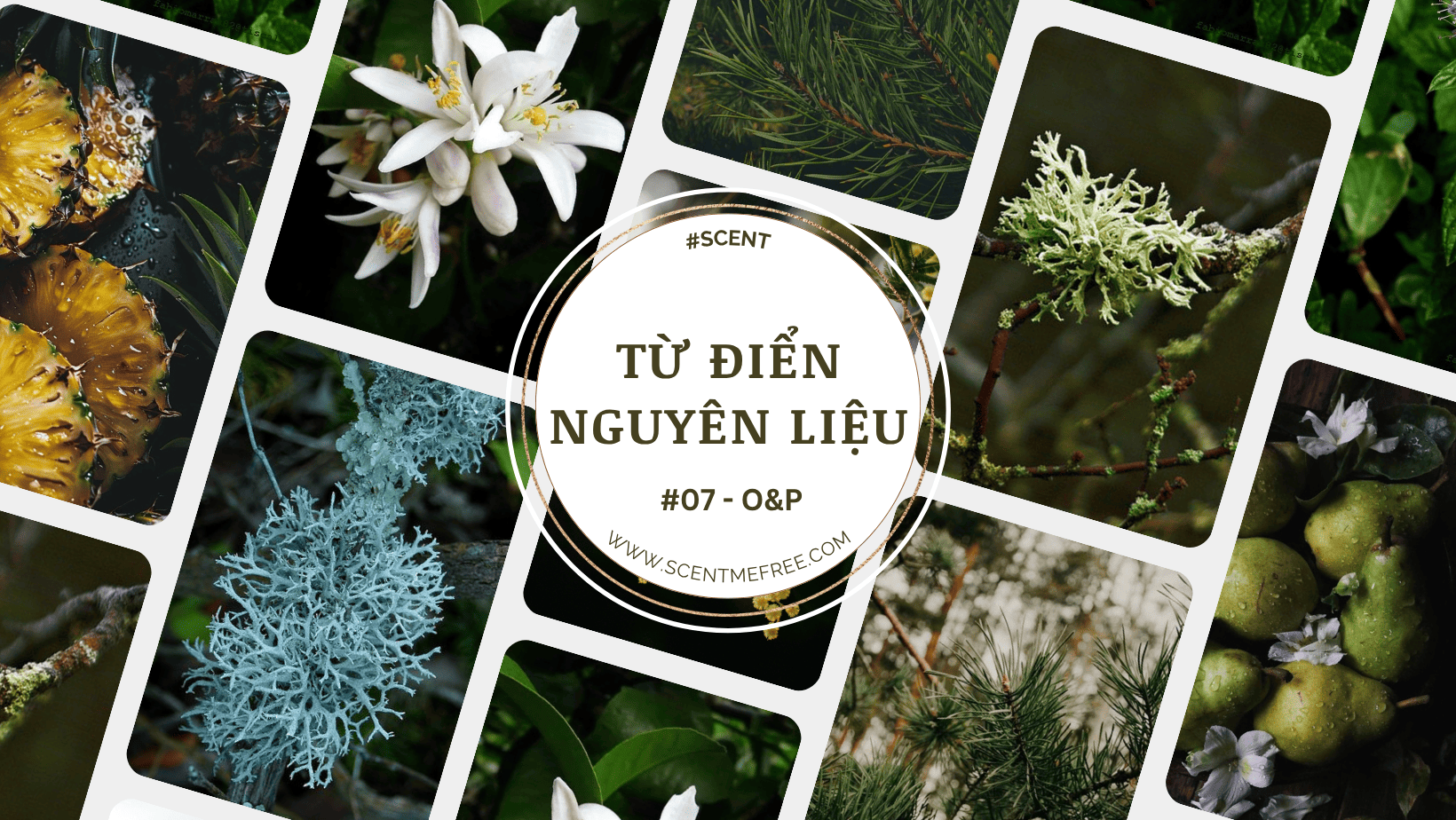 từ điển nguyên liệu O P (1)